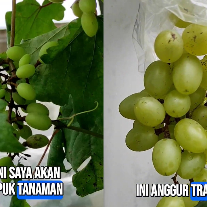 Ikan asin dan terasi jadi rahasia tanaman anggur berbuah lebat, begini cara efektif menggunakannya
