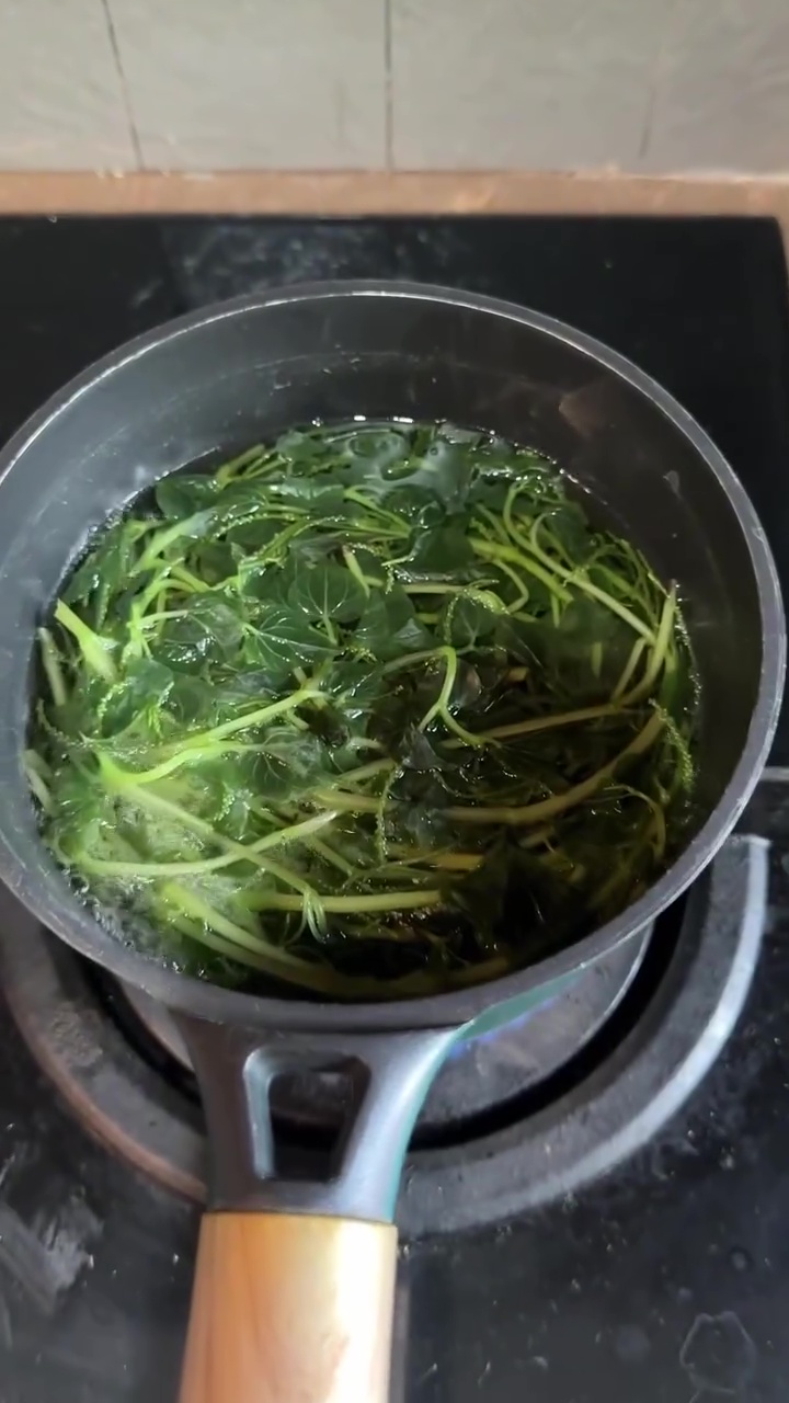 Anji bikin minuman sehat sirih cina yang sering dikira rumput liar, ternyata ini khasiatnya