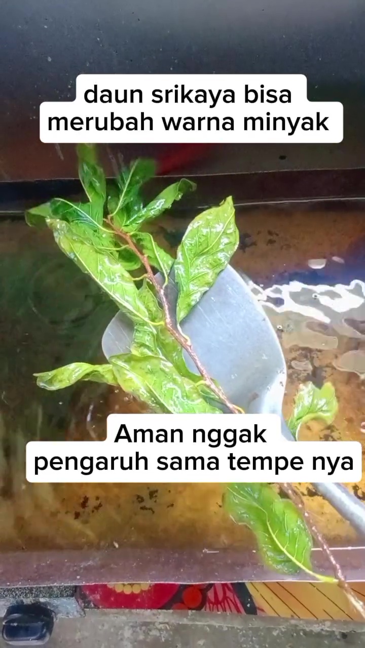 Bukan tepung, penjual gorengan ini bagikan cara cepat jernihkan minyak keruh cuma pakai 1 jenis daun