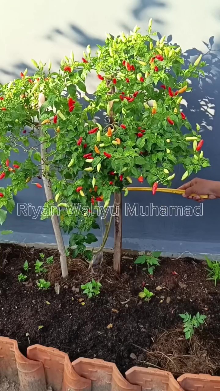 Tak perlu air cucian beras, ini cara melebatkan buah di tanaman cabai cuma dengan 3 tahap