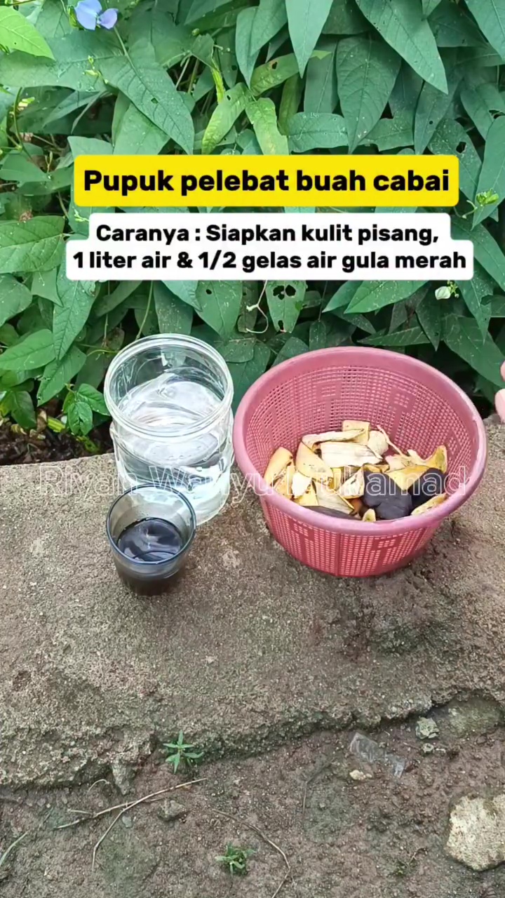 Tak perlu air cucian beras, ini cara melebatkan buah di tanaman cabai cuma dengan 3 tahap