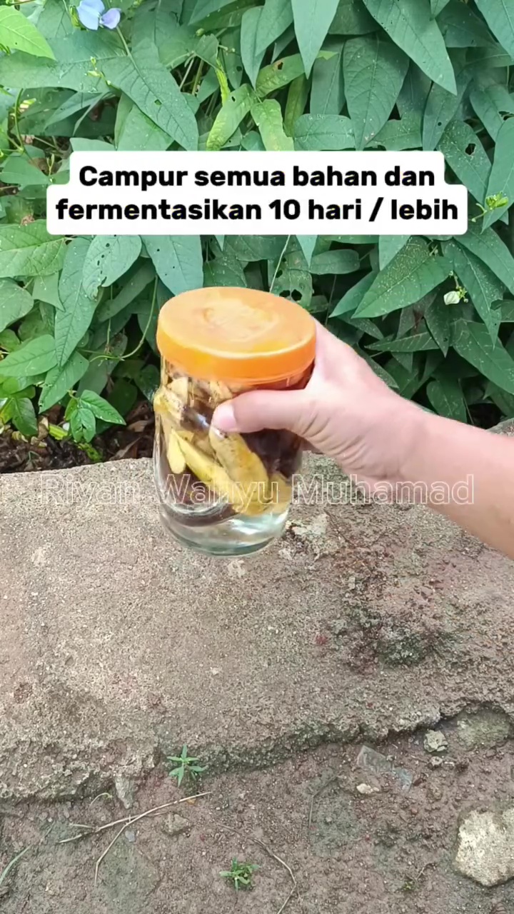 Tak perlu air cucian beras, ini cara melebatkan buah di tanaman cabai cuma dengan 3 tahap