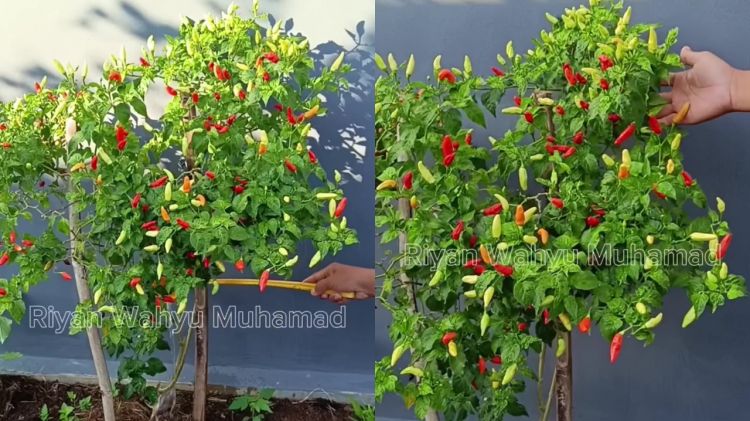 Tak perlu air cucian beras, ini cara melebatkan buah di tanaman cabai cuma dengan 3 tahap