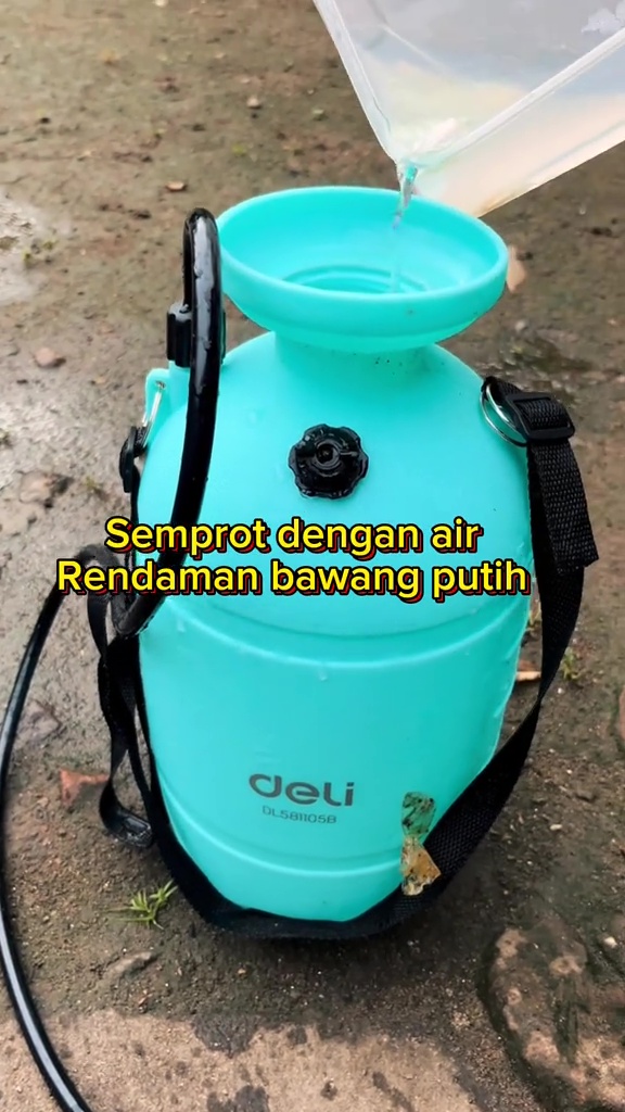 Tanaman terong penuh hama dan daunnya berlubang? Coba semprot dengan cairan ini biar sehat lagi