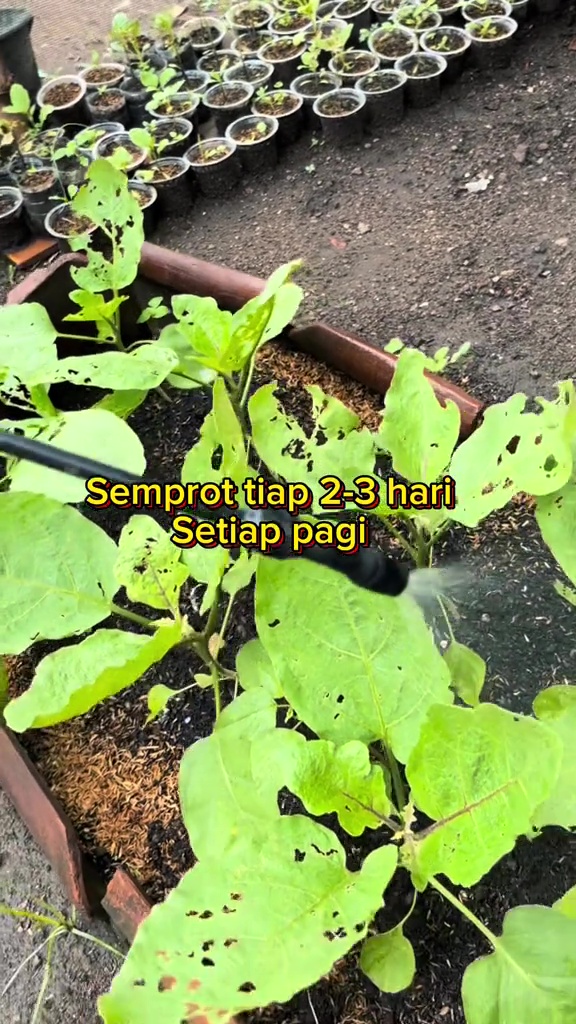 Tanaman terong penuh hama dan daunnya berlubang? Coba semprot dengan cairan ini biar sehat lagi