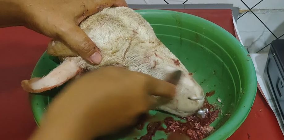 Kepala kambing auto bersih! Trik simple hilangin bulu tanpa dibakar, anti bau prengus