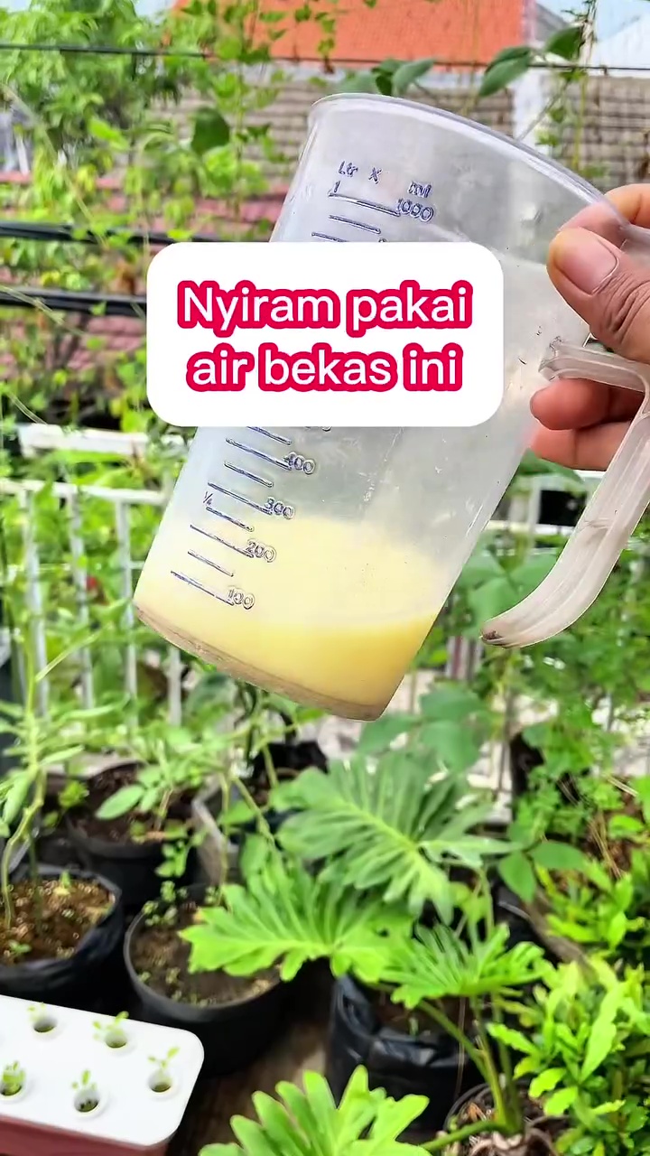 Tak biasa! Pria ini gunakan air rebusan mi untuk pupuk alami tanaman, ternyata begini manfaatnya