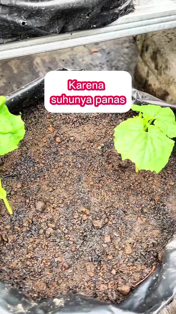 Tak biasa! Pria ini gunakan air rebusan mi untuk pupuk alami tanaman, ternyata begini manfaatnya