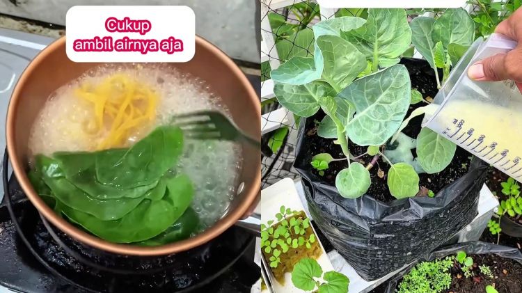 Tak biasa! Pria ini gunakan air rebusan mi untuk pupuk alami tanaman, ternyata begini manfaatnya