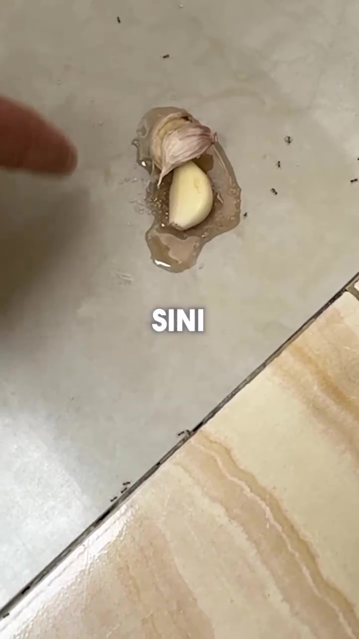 Bukan pakai kapur barus, ini cara aman usir semut di tumpukan gula cuma pakai 1 bahan dapur