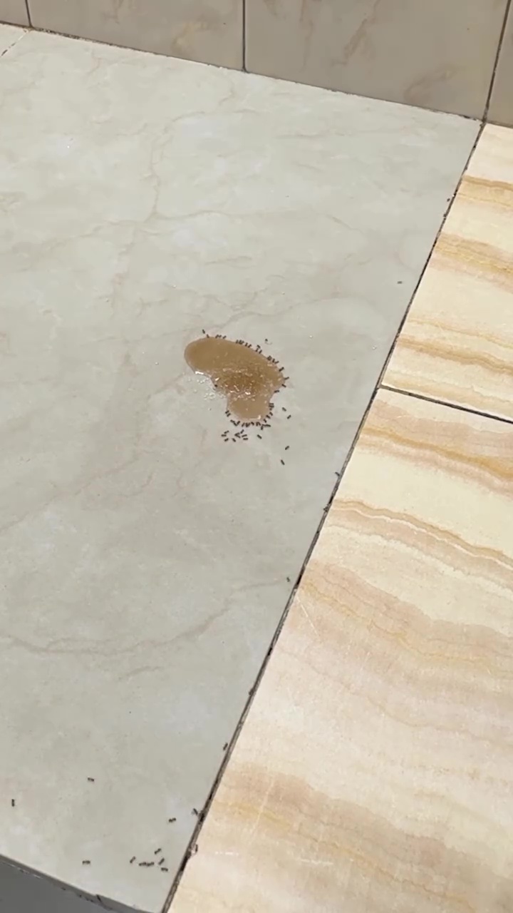 Bukan pakai kapur barus, ini cara aman usir semut di tumpukan gula cuma pakai 1 bahan dapur
