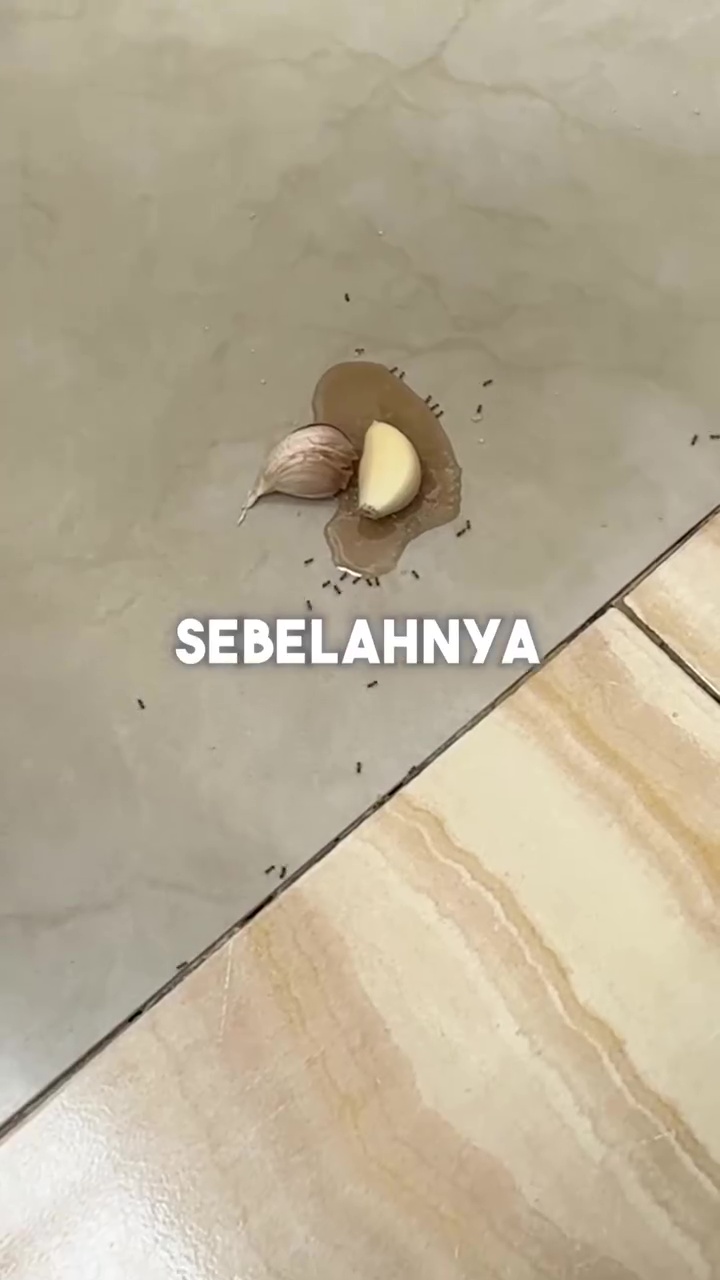 Bukan pakai kapur barus, ini cara aman usir semut di tumpukan gula cuma pakai 1 bahan dapur