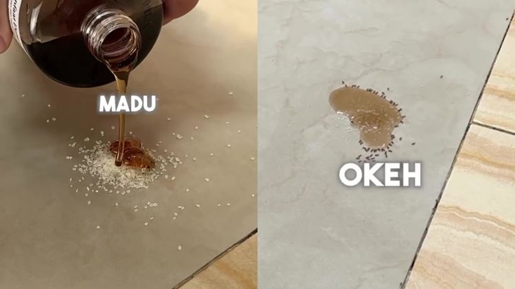 Bukan pakai kapur barus, ini cara aman usir semut di tumpukan gula cuma pakai 1 bahan dapur