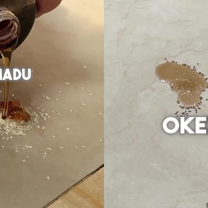 Bukan pakai kapur barus, ini cara aman usir semut di tumpukan gula cuma pakai 1 bahan dapur