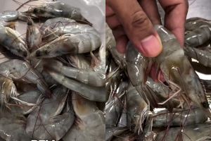 Wajib tahu! Ini cara baru menyimpan udang supaya tetap segar, antiamis, dan warnanya tak menghitam