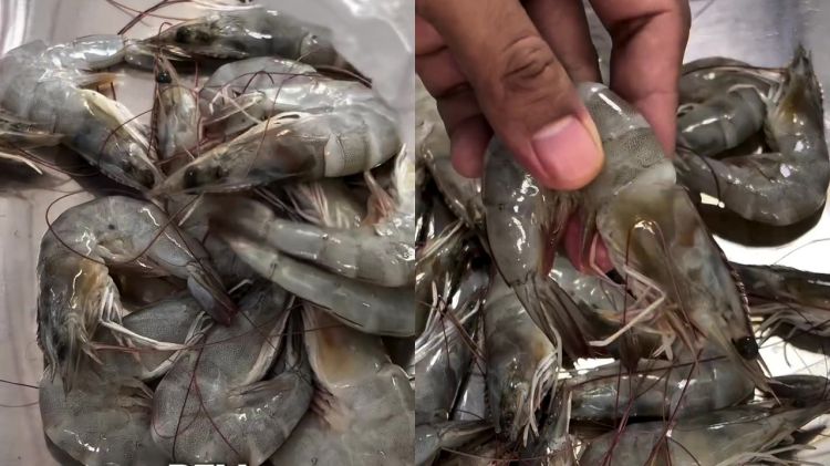 Wajib tahu! Ini cara baru menyimpan udang supaya tetap segar, antiamis, dan warnanya tak menghitam