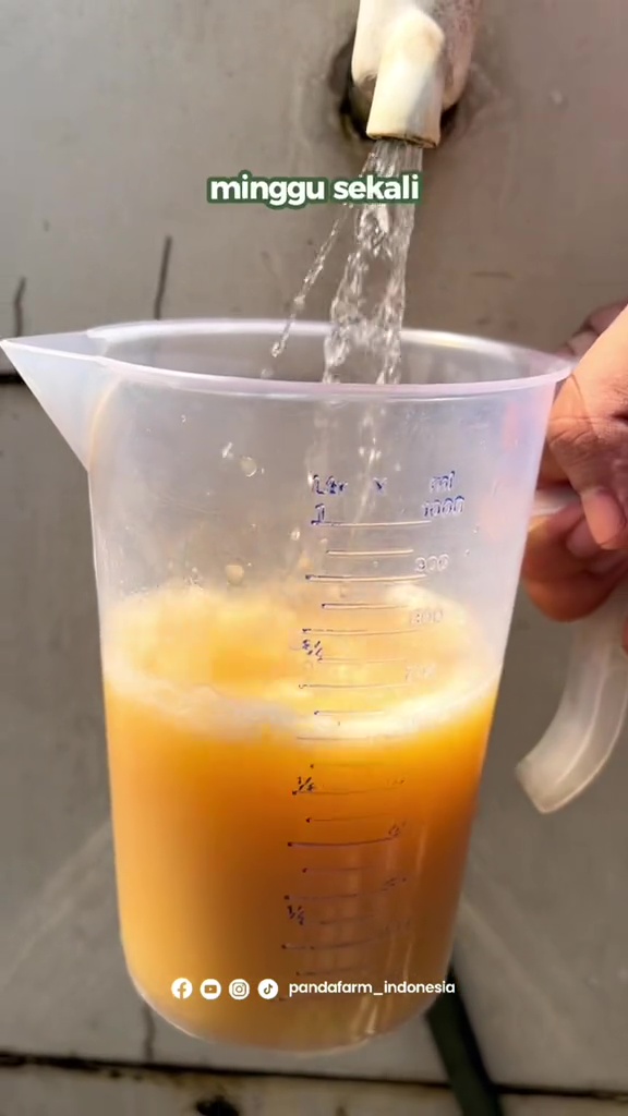 Modal Rp5.000, pohon jeruk di rumah auto berbuah lebat pakai pupuk dari 3 bahan dapur ini