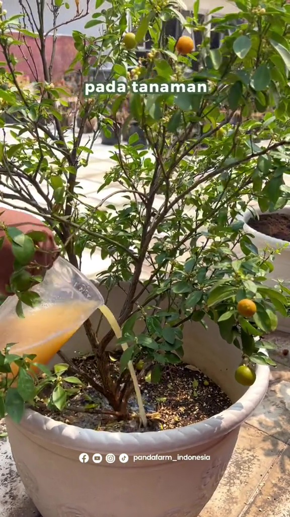 Modal Rp5.000, pohon jeruk di rumah auto berbuah lebat pakai pupuk dari 3 bahan dapur ini