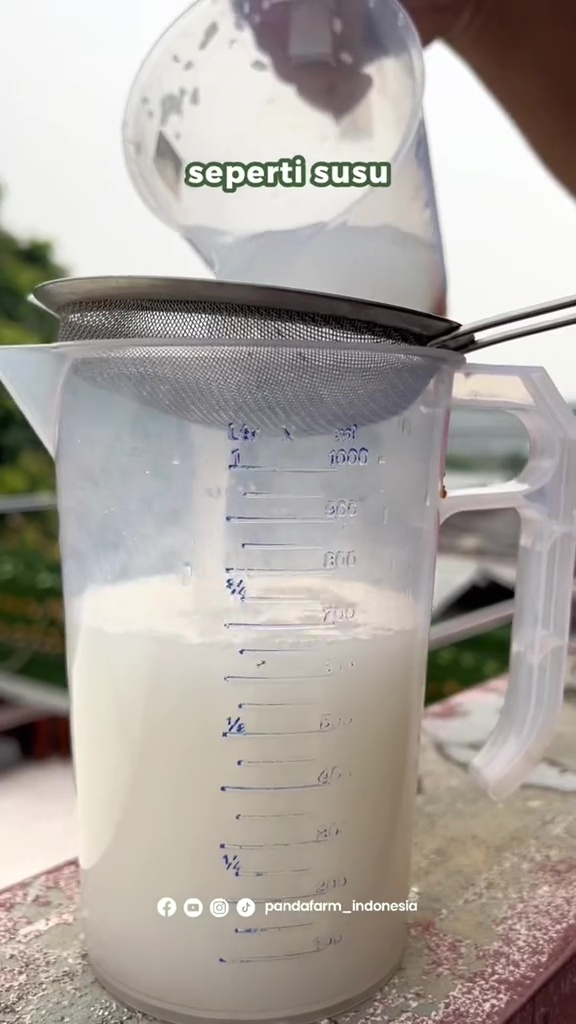 Modal Rp5.000, pohon jeruk di rumah auto berbuah lebat pakai pupuk dari 3 bahan dapur ini