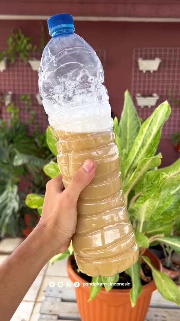 Modal Rp5.000, pohon jeruk di rumah auto berbuah lebat pakai pupuk dari 3 bahan dapur ini