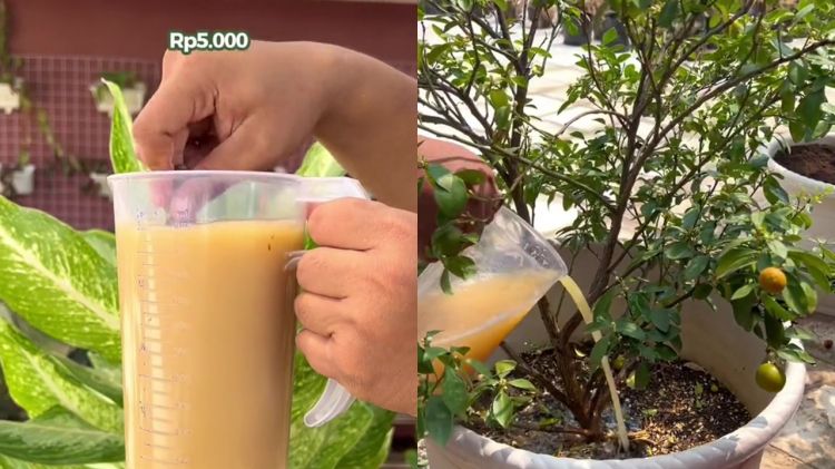 Modal Rp5.000, pohon jeruk di rumah auto berbuah lebat pakai pupuk dari 3 bahan dapur ini