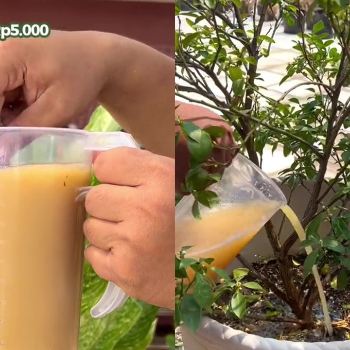 Modal Rp5.000, pohon jeruk di rumah auto berbuah lebat pakai pupuk dari 3 bahan dapur ini