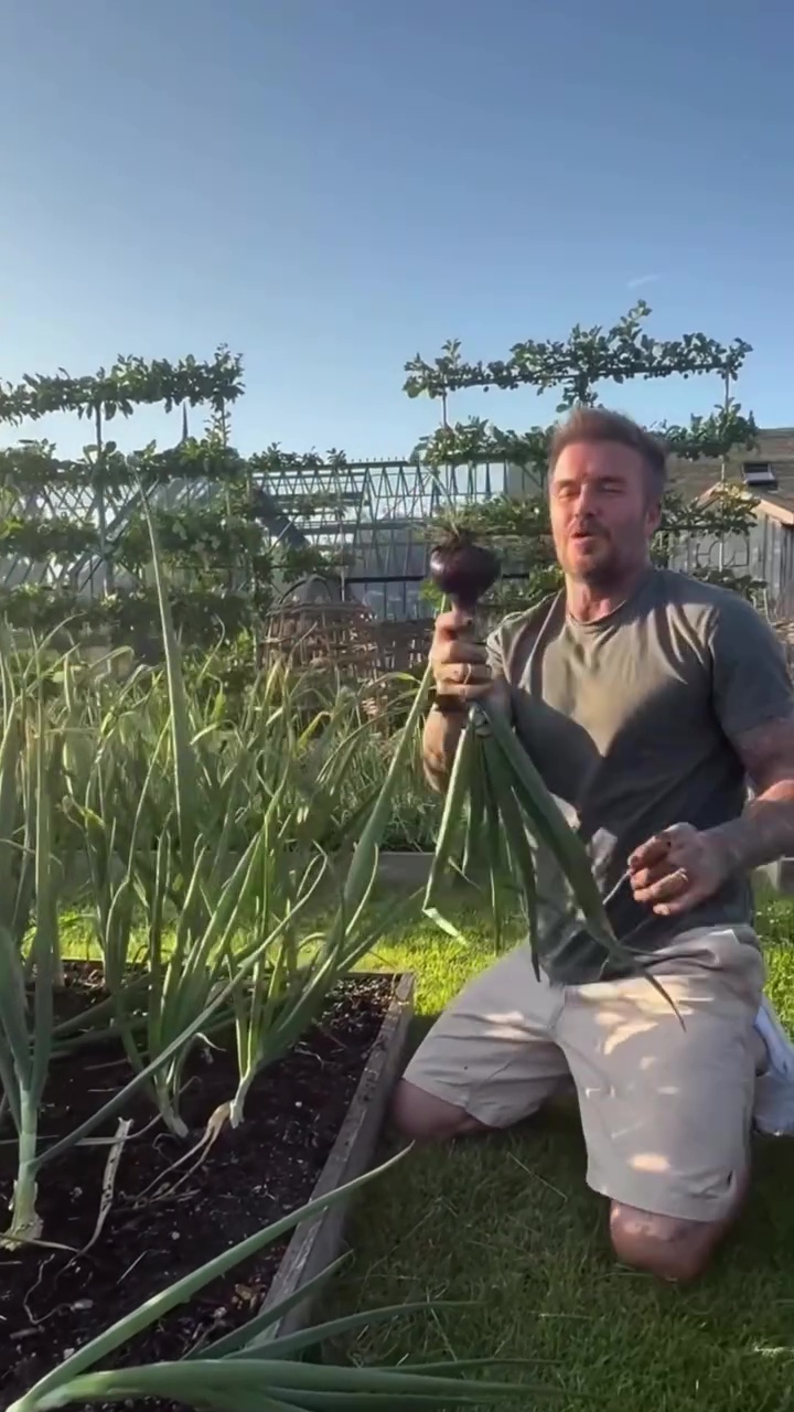 9 Potret David Beckham pamer panen bawang merah, telaten banget jadi petani di lahan sendiri