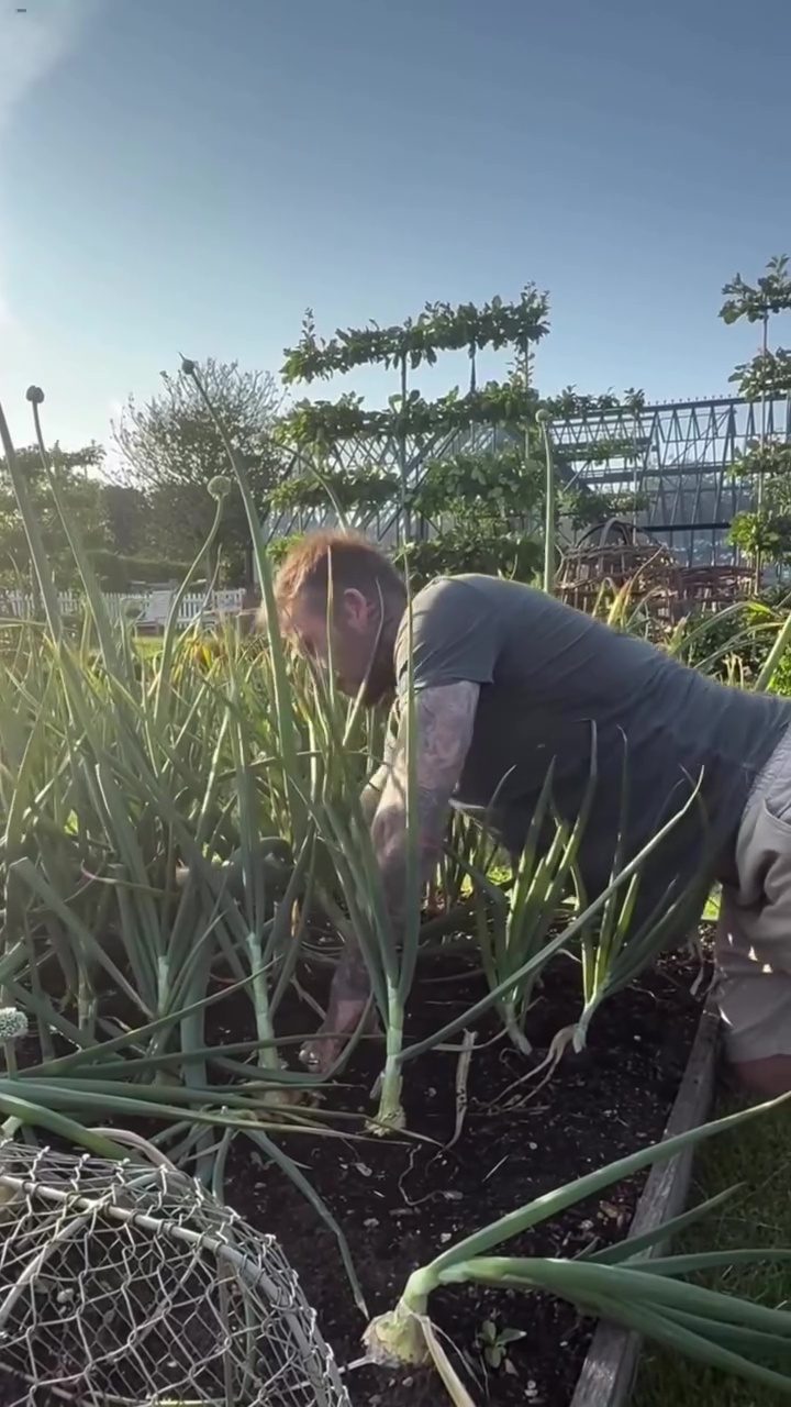 9 Potret David Beckham pamer panen bawang merah, telaten banget jadi petani di lahan sendiri