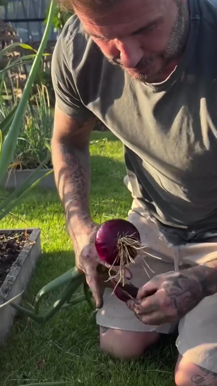 9 Potret David Beckham pamer panen bawang merah, telaten banget jadi petani di lahan sendiri