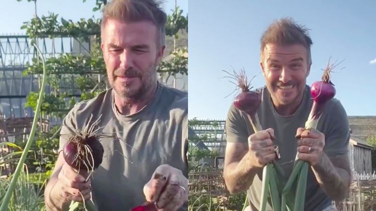9 Potret David Beckham pamer panen bawang merah, telaten banget jadi petani di lahan sendiri