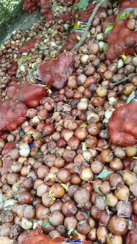 Di tempat lain 1 buah Rp5.000, 7 potret temuan bawang bombay di Batam tumpah ruah diserbu warga