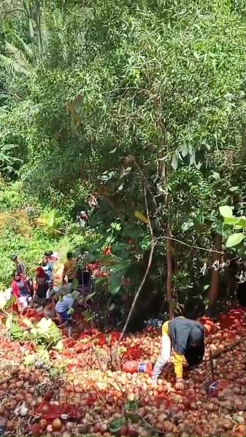 Di tempat lain 1 buah Rp5.000, 7 potret temuan bawang bombay di Batam tumpah ruah diserbu warga