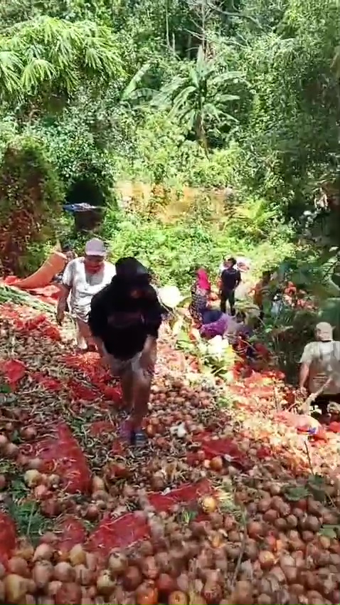 Di tempat lain 1 buah Rp5.000, 7 potret temuan bawang bombay di Batam tumpah ruah diserbu warga