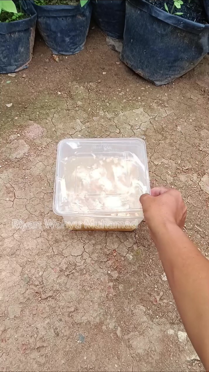 Sisa nasi di dapur berjamur karena basi? Gunakan untuk pupuk penyubur tanaman, begini cara pakainya