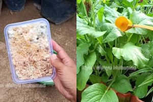 Sisa nasi di dapur berjamur karena basi? Gunakan untuk pupuk penyubur tanaman, begini cara pakainya