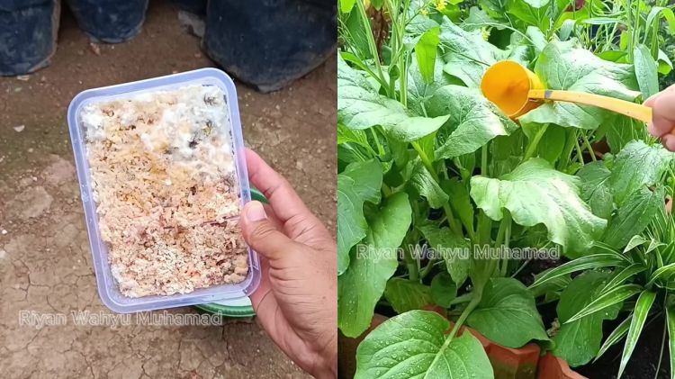 Sisa nasi di dapur berjamur karena basi? Gunakan untuk pupuk penyubur tanaman, begini cara pakainya