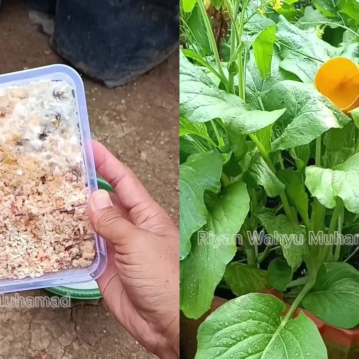 Sisa nasi di dapur berjamur karena basi? Gunakan untuk pupuk penyubur tanaman, begini cara pakainya