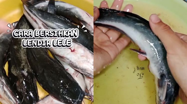 Suka masak lele tapi risih dengan lendirnya? Ini 2 cara ampuh membersihkannya biar kesat dan antiamis