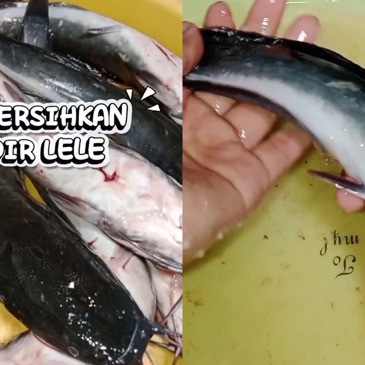 Suka masak lele tapi risih dengan lendirnya? Ini 2 cara ampuh membersihkannya biar kesat dan antiamis