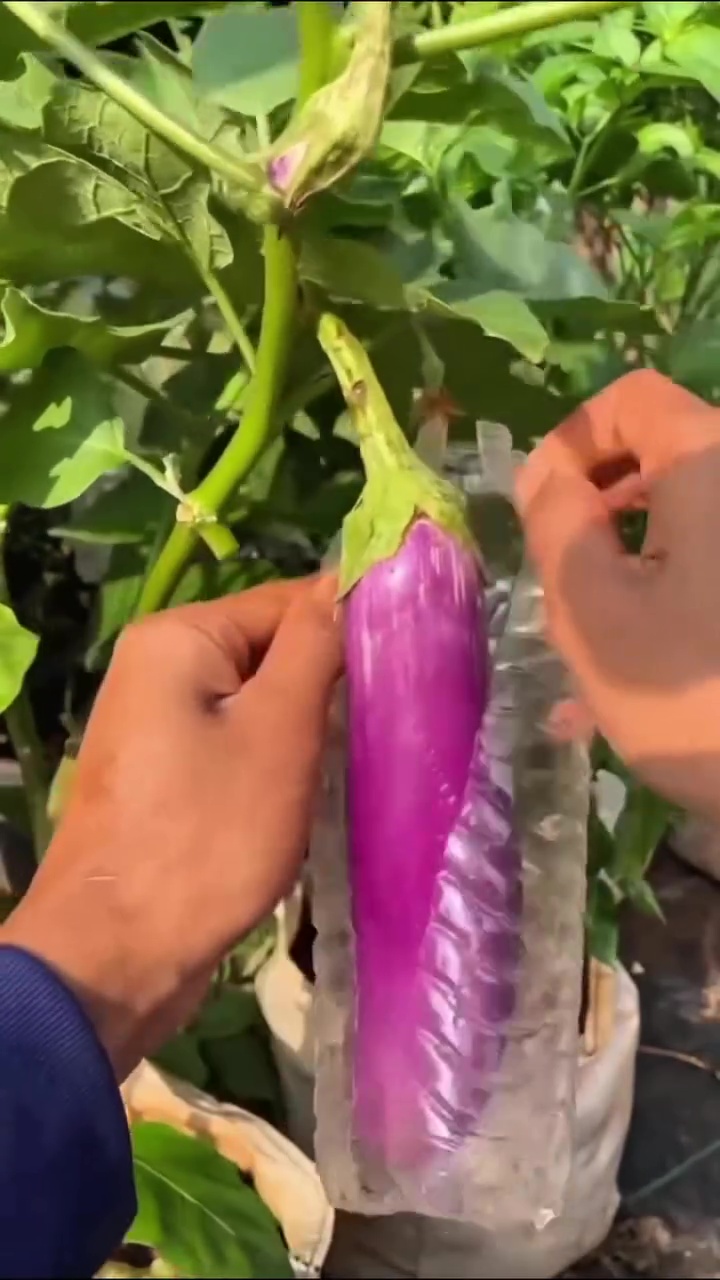 Cara kreatif lindungi buah di tanaman terong agar bebas dari hama, cukup gunakan 1 sampah dapur ini