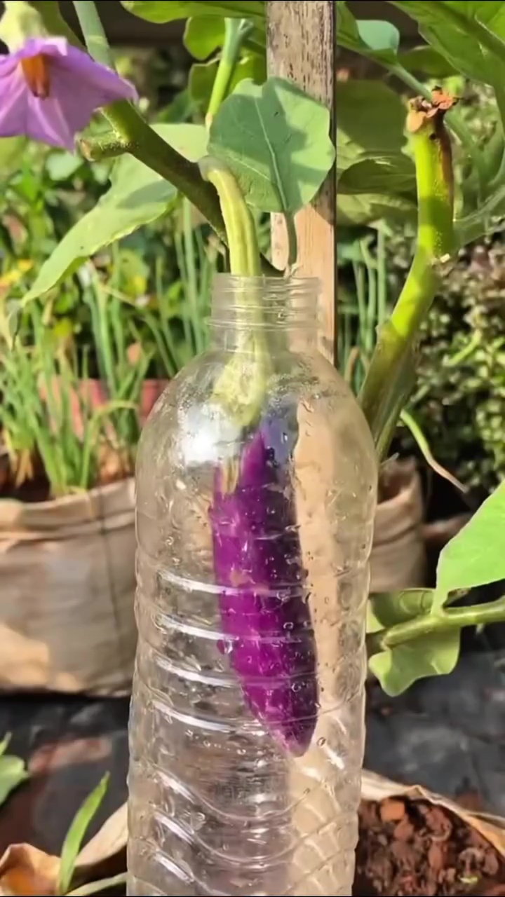 Cara kreatif lindungi buah di tanaman terong agar bebas dari hama, cukup gunakan 1 sampah dapur ini