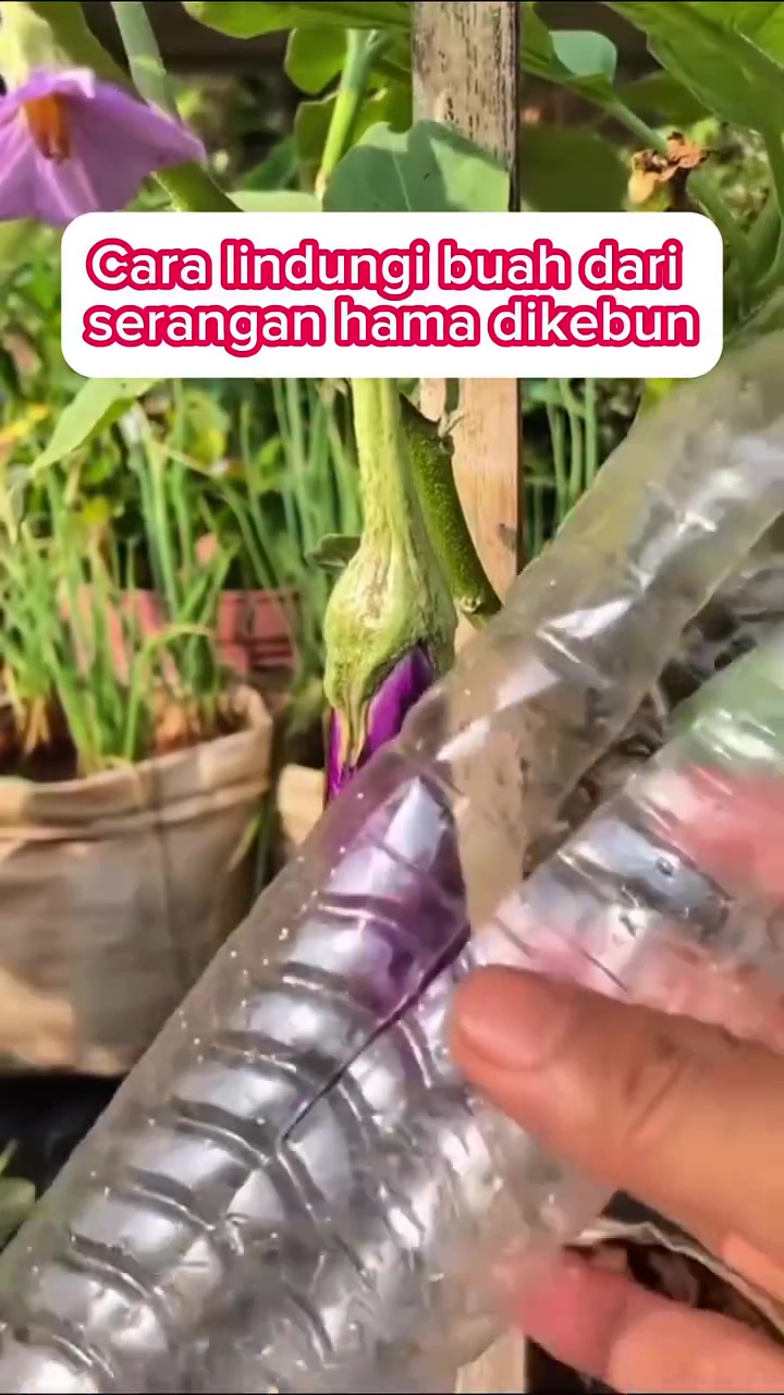 Cara kreatif lindungi buah di tanaman terong agar bebas dari hama, cukup gunakan 1 sampah dapur ini