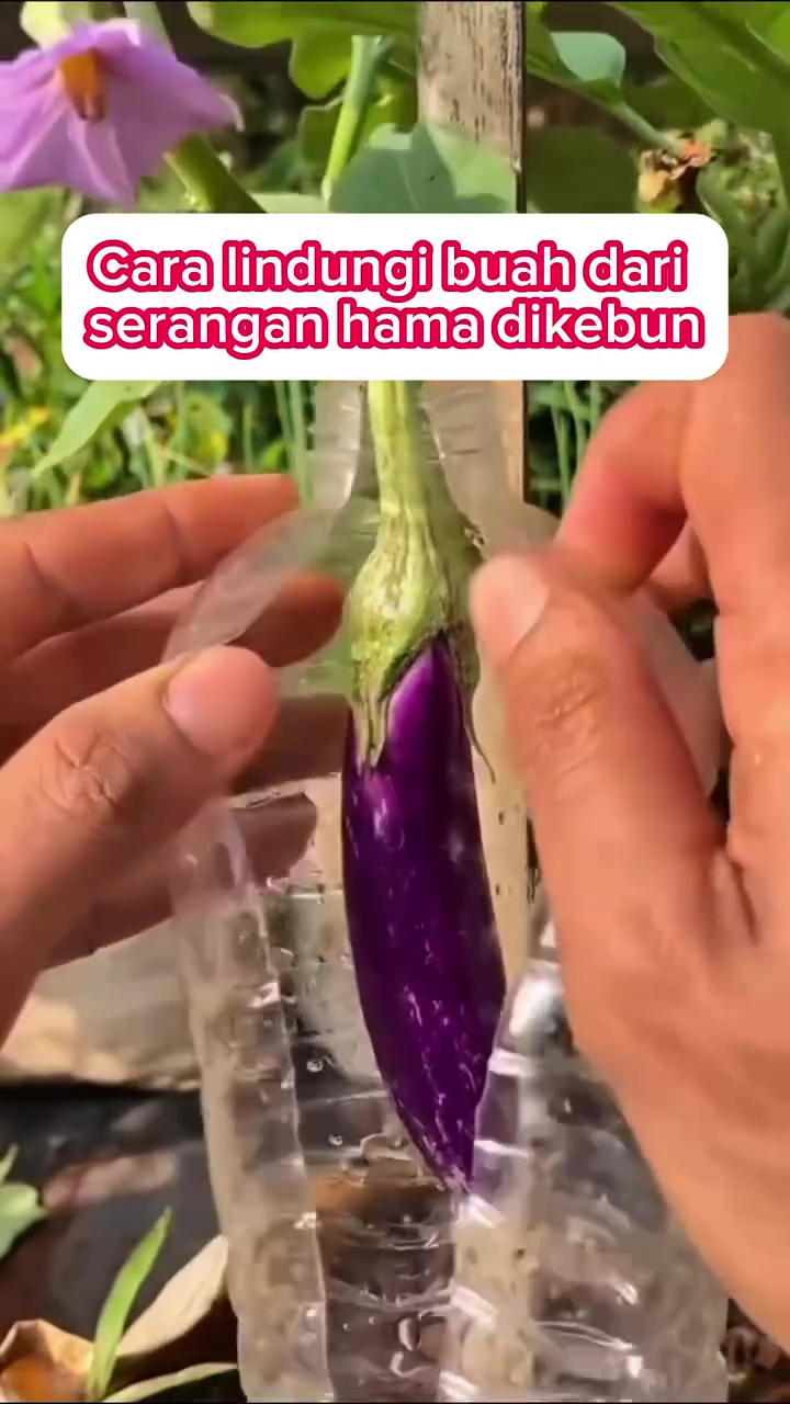 Cara kreatif lindungi buah di tanaman terong agar bebas dari hama, cukup gunakan 1 sampah dapur ini