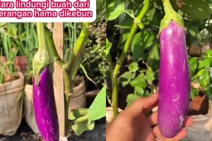 Cara kreatif lindungi buah di tanaman terong agar bebas dari hama, cukup gunakan 1 sampah dapur ini