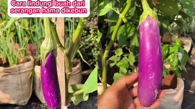 Cara kreatif lindungi buah di tanaman terong agar bebas dari hama, cukup gunakan 1 sampah dapur ini