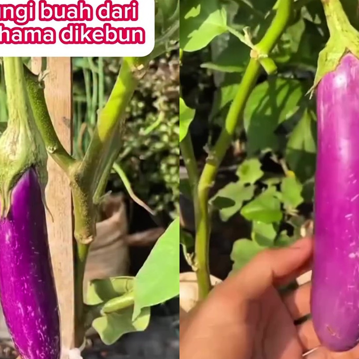 Cara kreatif lindungi buah di tanaman terong agar bebas dari hama, cukup gunakan 1 sampah dapur ini