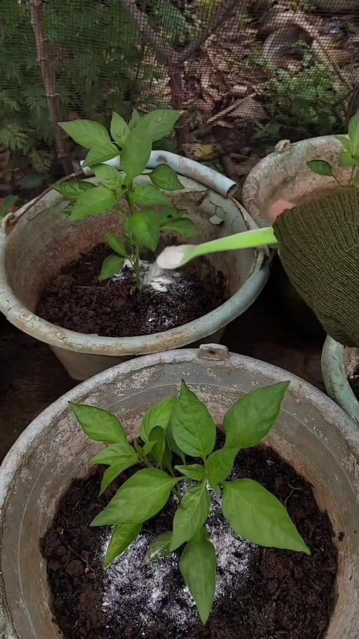 Akar tanaman rentan busuk saat musim hujan, cukup gunakan 1 bahan dapur ini untuk mencegahnya