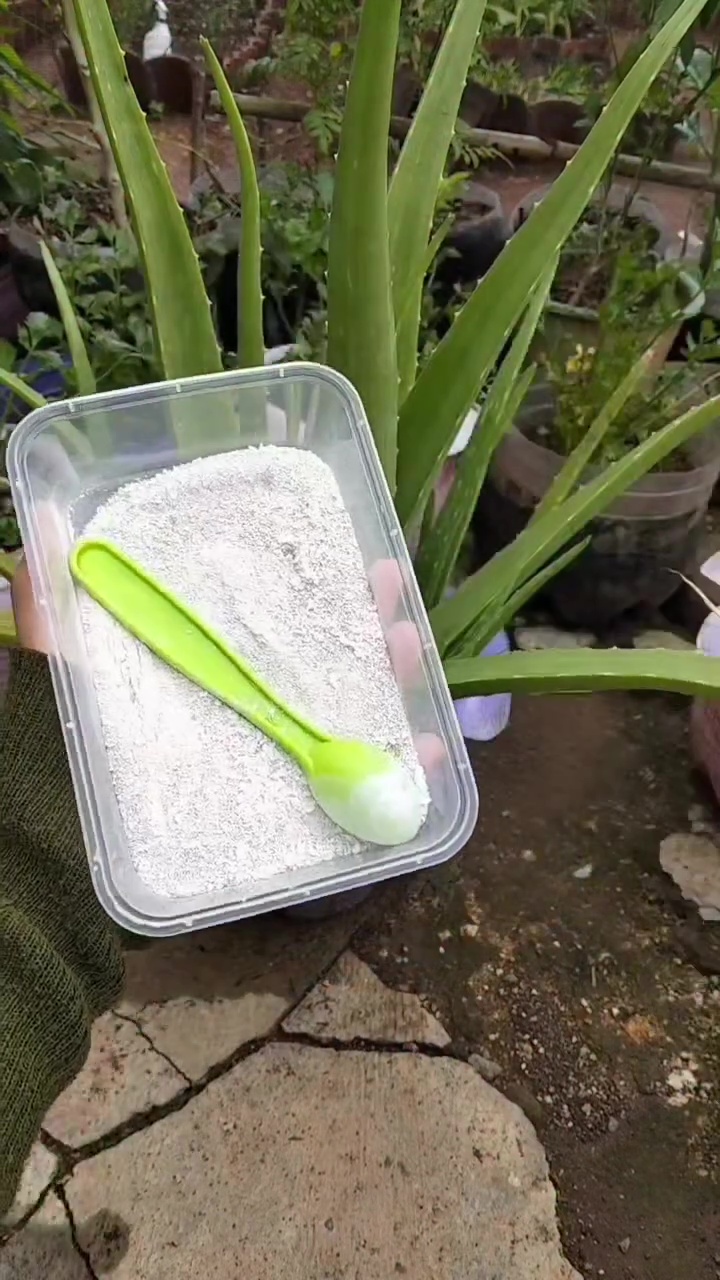 Akar tanaman rentan busuk saat musim hujan, cukup gunakan 1 bahan dapur ini untuk mencegahnya