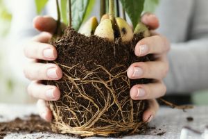 Akar tanaman rentan busuk saat musim hujan, cukup gunakan 1 bahan dapur ini untuk mencegahnya