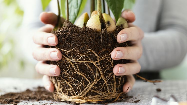 Akar tanaman rentan busuk saat musim hujan, cukup gunakan 1 bahan dapur ini untuk mencegahnya